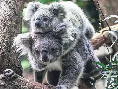 호주 코알라 성병 확산에‘위기’