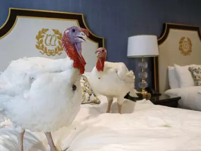 호텔 스위트룸에서 휴식취하는 칠면조 한쌍