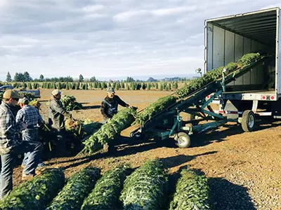 팔리지 않은 X-마스 트리는 어떻게?”