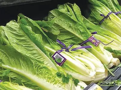 가주 로메인 상추 ‘이콜라이 경보’ 해제