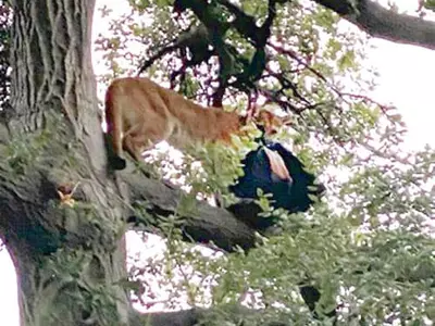 산사자, 3세 아기 공격