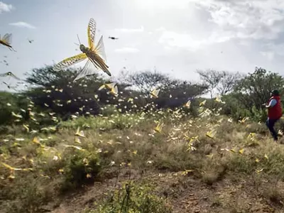 아프리카 동부, 메뚜기떼 ‘몸살’