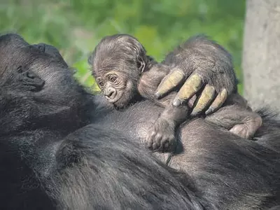 20년만에 태어난 아기 고릴라