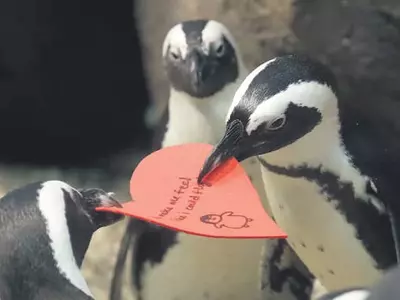 펭귄이 전하는 밸런타인스 카드
