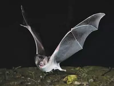 백신 개발에 5~10년… 개인위생이 최선의 방역