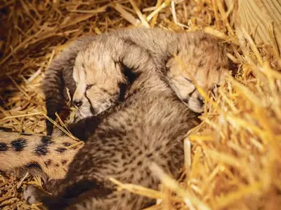 시험관 시술로 치타 탄생…세계 최초