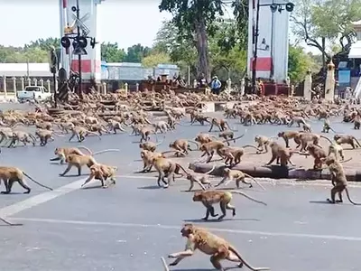 태국서 원숭이 수백마리 도심 ‘패싸움’