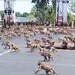 태국서 원숭이 수백마리 도심 ‘패싸움’