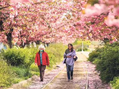 코로나 속에도 봄꽃은 만발