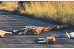 도로 위에서 느긋하게 잠든 사자들