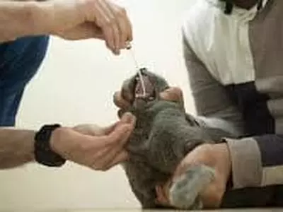 뉴욕서 고양이 코로나19에 양성…"미국내 첫 반려동물 감염"