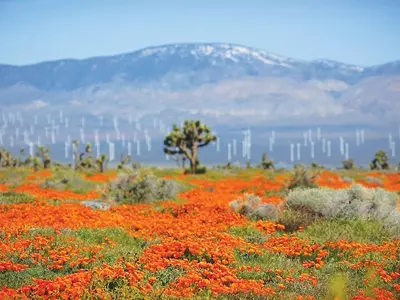 폐쇄된 주립공원… 파피꽃은 만개