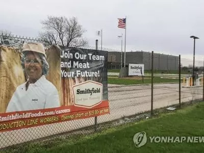 돼지 대량살처분 위기…가공공장 코로나19 폐쇄에 판로 막혀