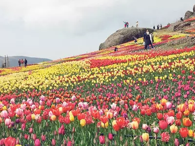 코로나 속 만개한 꽃… ‘봄 만끽’