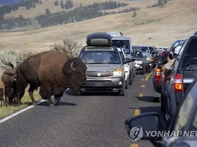 재개장 미국 국립공원 야생동물 주의보…들소 공격에 관광객 부상