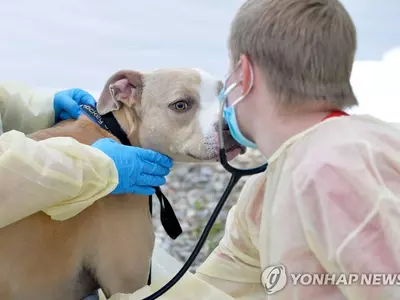 코로나19 '드라이브 스루 동물병원' 연 미국 수의사