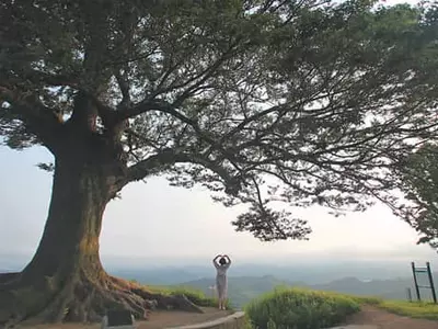 수련이 활짝 피어오른 왕의 정원 400살 사랑나무선 인생샷 찰칵