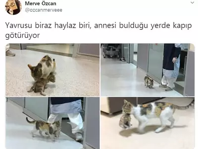 '아기가 아파요' 새끼 물고 응급실 찾은 어미 고양이 화제