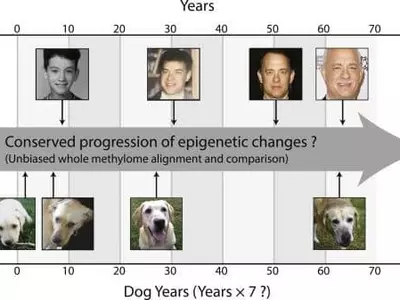 반려견 한 살=사람 서른 살? '곱하기 7'은 틀렸다
