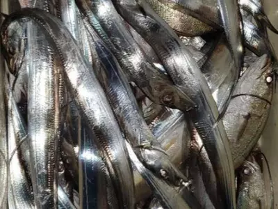 〈플로리다〉 한인 낚시회 갈치잡이출조 만선 기록