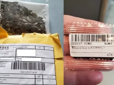 "중국발 씨앗소포 뜯거나 심지마세요"