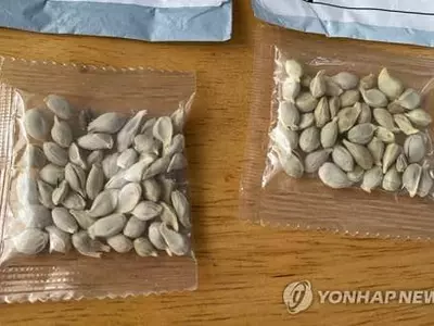 세계를 긴장시킨 중국발 '의문의 씨앗' 알고보니