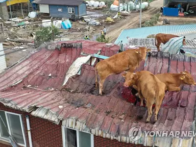 '소 살려주세요'