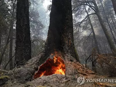 수령 2,000년 삼나무 숲, 화마 속 살아남았다