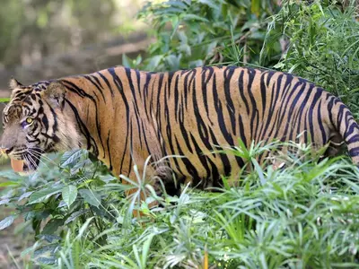 테네시 녹스빌에 호랑이 출몰… 주의령