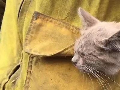 구조대 찾아온 고양이…캘리포니아 산불에 동물도 대피행렬