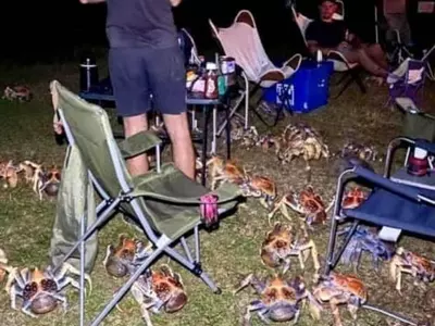 게들의 약탈!…호주 해변 바비큐 파티에 나타난 게 떼