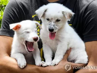 '세계 광견병의 날' 맞아 백신 접종 기다리는 강아지들