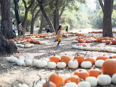 핼로윈 3주 앞… 코로나 속 동심 위로