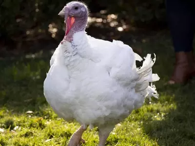 코로나가 미국 추수감사절 식탁도 바꾼다…칠면조 농장 비상