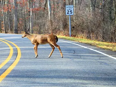 “운전 중 사슴 주의하세요”