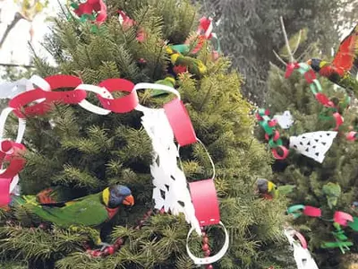 올해는 ‘집콕(집에만 콕 박혀 있는) 성탄절’… 크리스마스 트리 ‘품귀’ 현상