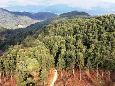 5만그루 잣나무 숲… 1000원이면 통째로 누린다