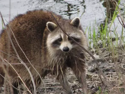 뷰포드 일대 광견병 주의보 발령