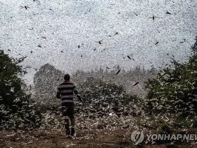 이상 고온으로 아프리카에 창궐하는 메뚜기떼