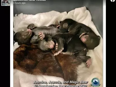 가정집 숨어든 곰 가족 가스 누출로 발각