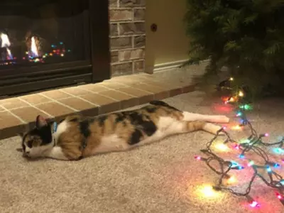 길냥이의 보은…가스 누출 위험에서 가족 구해