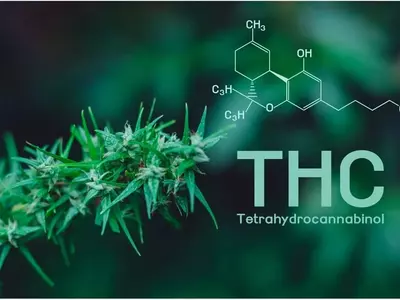 조지아주 의료용 대마초 생산 라이선스 치열