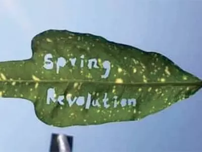 밤하늘에 불빛, 나뭇잎엔 메시지 미얀마 시민들 평화시위로 저항