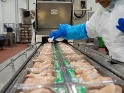 조지아 닭 가공공장 근로자 구하기 힘들어