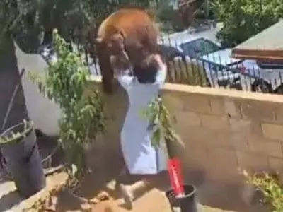 어미 곰보다 강한 17세 엄마 견주