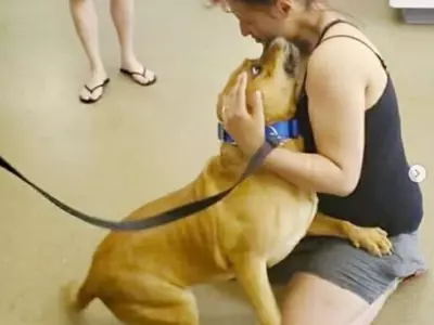 개 입양하려 보호소 찾았다 2년 전 잃어버린 반려견과 재회