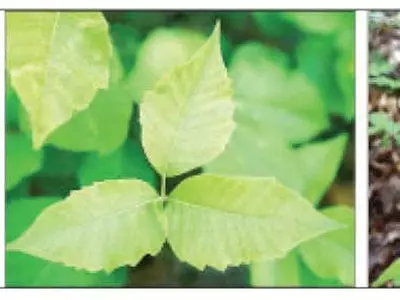 ‘포이즌 아이비’ 조심하세요