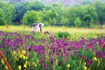 군인 발길 뜸해진‘청춘’고을에 오색 들꽃 만발