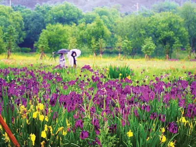 군인 발길 뜸해진‘청춘’고을에 오색 들꽃 만발