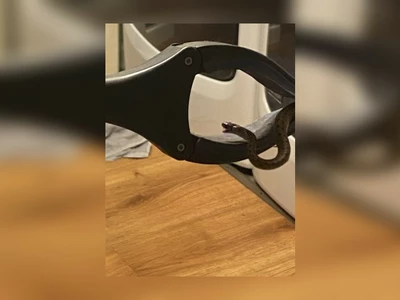 "헉! 침대 밑에 뱀이 18마리나..."